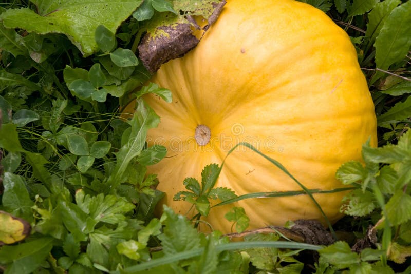 Gourd pumpkin stock photo. Image of nature, food, closeup 16082310