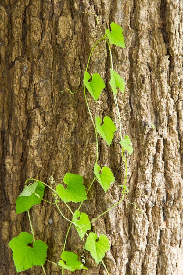 Gourd vines on tree stock photo. Image of cucumber, botanical 32786968