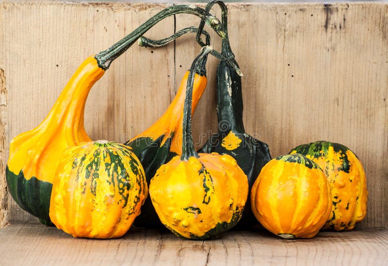 Different Gourd Family Vegetables Stock Photos Free & RoyaltyFree