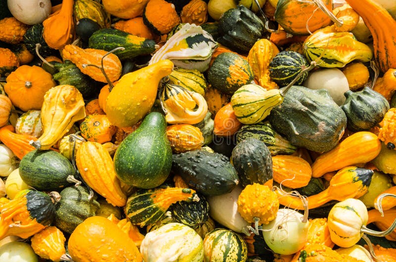 Gourds on Display at the Local Market Stock Photo Image of decorative