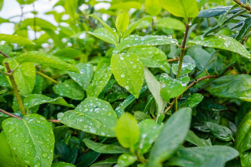 Gouttelette d'eau sur le feuillage vert-foncé, baisse de pluie sur le Ba de nature de feuille photographie stock libre de droits Gouttelette d'eau sur le feuillage vert-foncé, baisse de pluie sur le Ba de nature de feuille photographie stock libre de droits