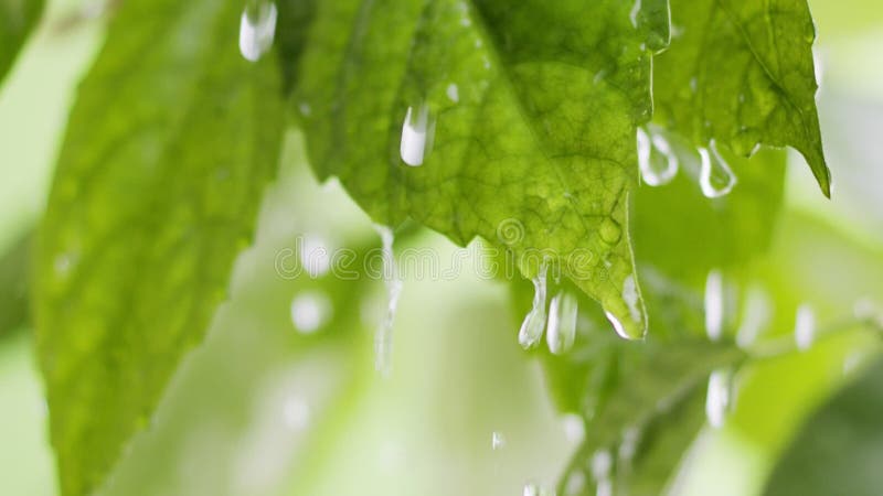 Gouttes d'eau rouler vers le bas feuilles vertes fraîches et tomber