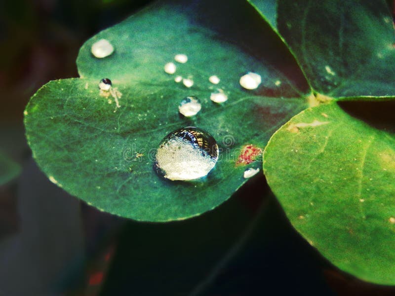 A drop of water closes on a leaf after the rain. Bright colors and reflections framed by the beauty of nature. A drop of water closes on a leaf after the rain. Bright colors and reflections framed by the beauty of nature