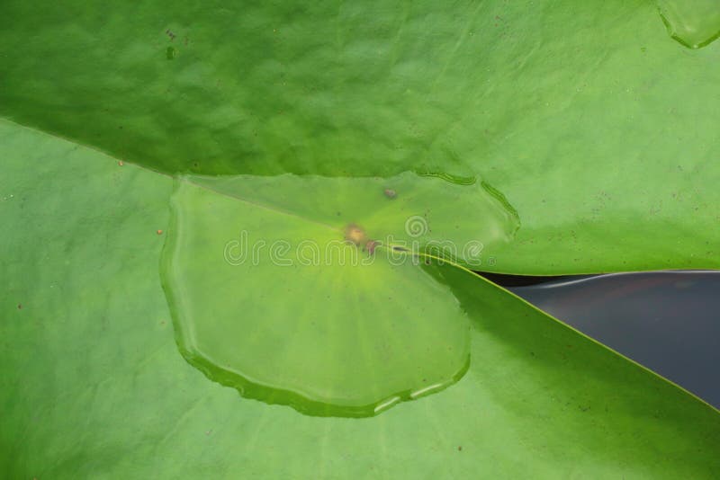 Gouttes de l'eau sur une lame de lotus photos stock Gouttes de l'eau sur une lame de lotus photos stock
