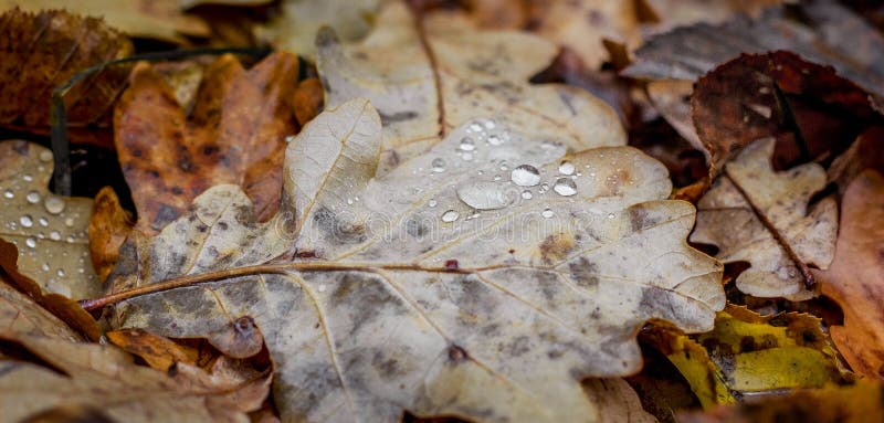 Gouttes de pluie sur une feuille de chêne Feuilles sèches d'automne sur le ground_ photographie stock libre de droits Gouttes de pluie sur une feuille de chêne Feuilles sèches d'automne sur le ground_ photographie stock libre de droits