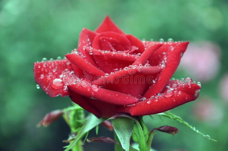 Gouttes de rosée Rose photos stock Gouttes de rosée Rose photos stock