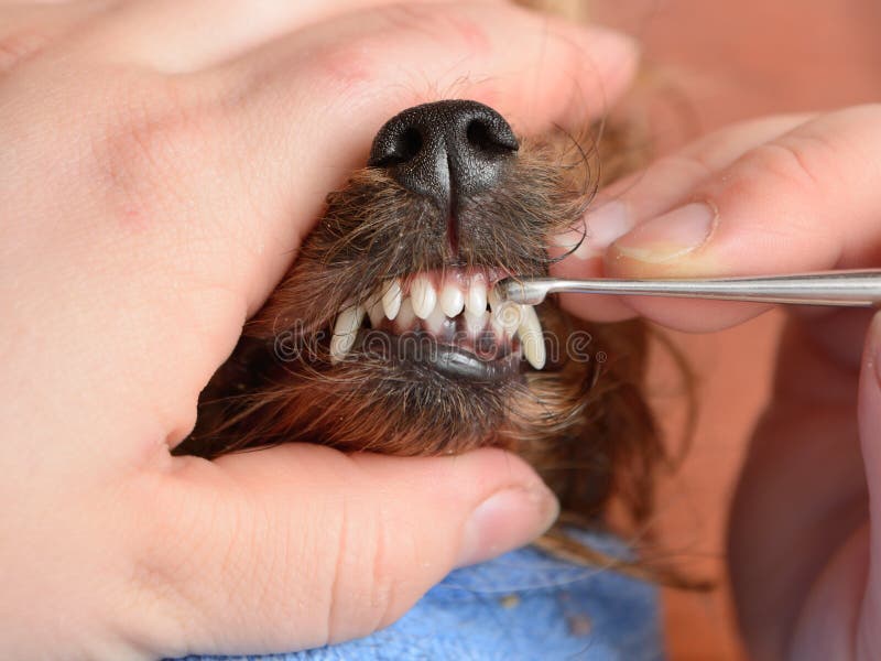 Professional care for dog teeth. Professional care for dog teeth