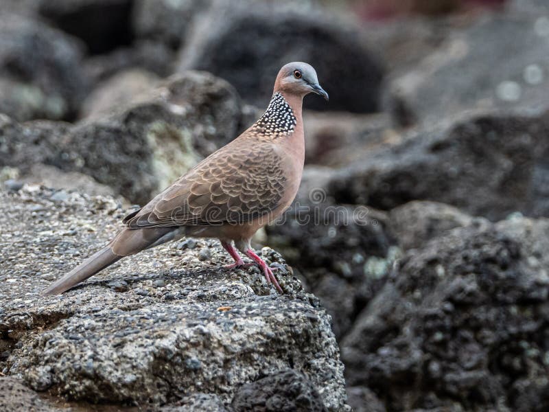 Introduced Spotted Dove Standing Erect On Lava Boulder, Photographed On The Big Island Hawaii. Introduced Spotted Dove Standing Erect On Lava Boulder, Photographed On The Big Island Hawaii