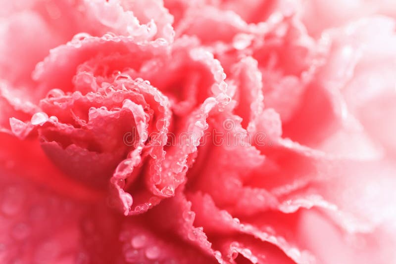 Goździka kropelek kwiatu macro menchii woda zdjęcie royalty free