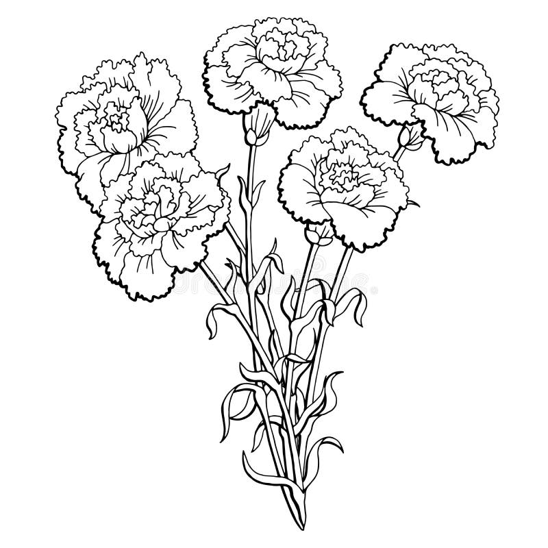 Goździka kwiatu bukieta nakreślenia ilustraci graficzny czarny biały odosobniony wektor royalty ilustracja Goździka kwiatu bukieta nakreślenia ilustraci graficzny czarny biały odosobniony wektor royalty ilustracja