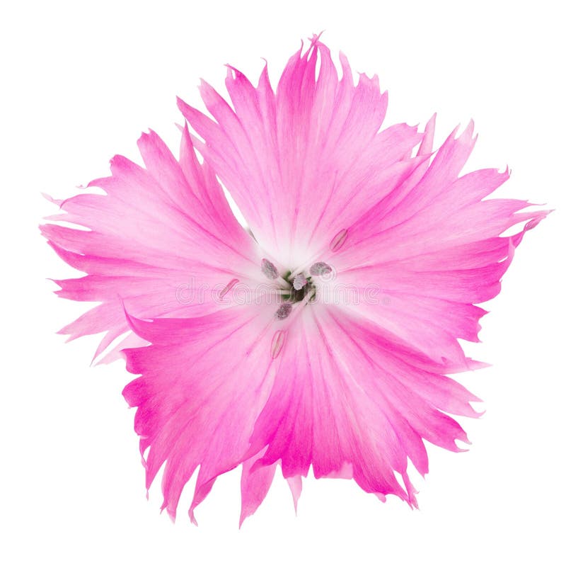 Goździka kwiatu Dianthus odizolowywający na białym tle menchia kolor zdjęcie royalty free Goździka kwiatu Dianthus odizolowywający na białym tle menchia kolor zdjęcie royalty free