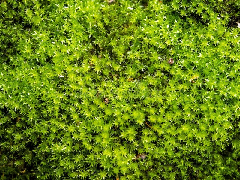 Moos Mit Lateinischem Name Hypnum Cupressiforme Naturliche Beschaffenheit Stockbild Bild Von Leuchte Braun 82588031