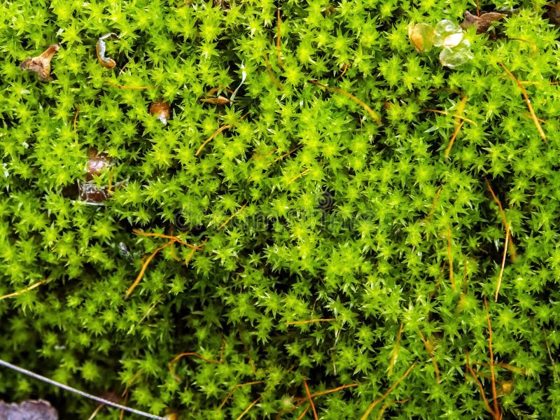 Moos Mit Lateinischem Name Hypnum Cupressiforme Naturliche Beschaffenheit Stockbild Bild Von Leuchte Braun 82588031