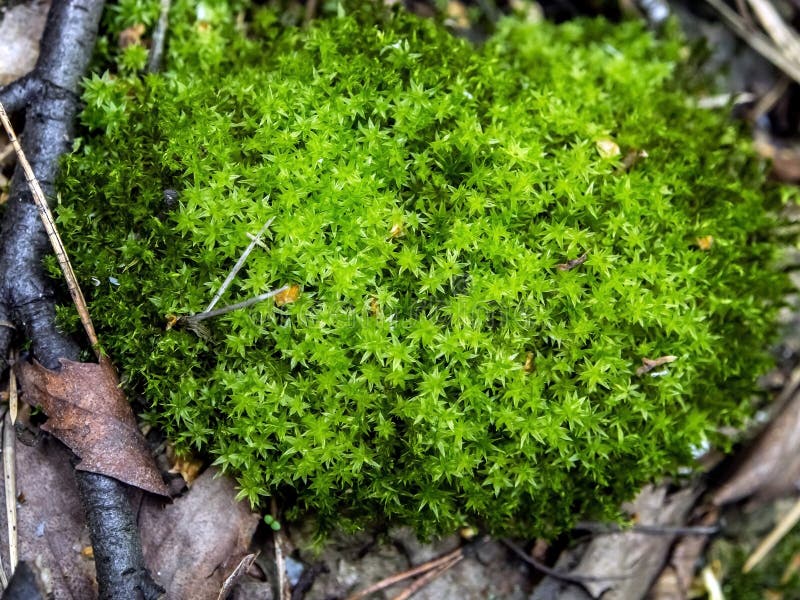 Moos Mit Lateinischem Name Hypnum Cupressiforme Naturliche Beschaffenheit Stockbild Bild Von Leuchte Braun 82588031