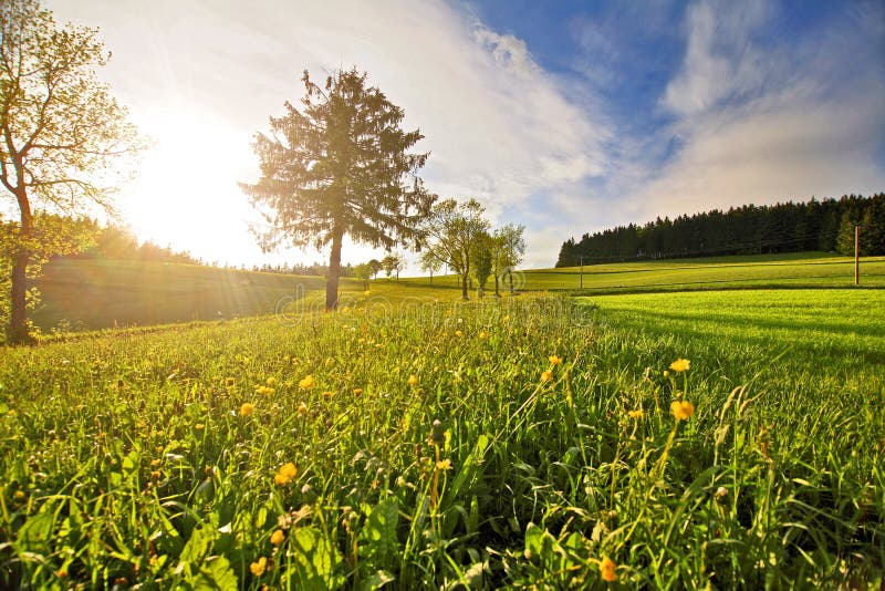 105,300 Grüne Wiese Im Sonnenschein Fotos - Kostenlose und Royalty-Free ...