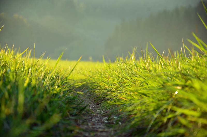 Grüne Wiese Im Sonnenschein Stockfoto - Bild von grün, umgebung: 29903246