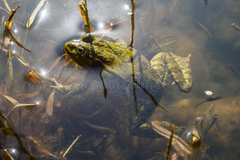 Kaulquappen in einem See stockbild. Bild von lebensstil - 31658633