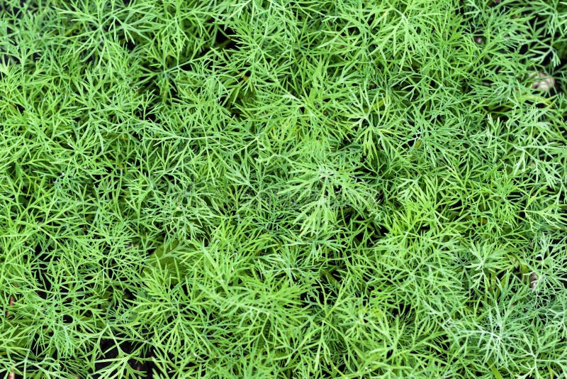 Fenchel Der Im Blumenbeet Wachst Stockfoto Bild Von Getreide