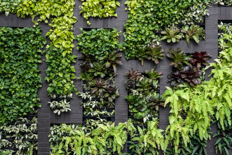 Grüne Wand, Eco Freundlicher Vertikaler Garten Stockfoto