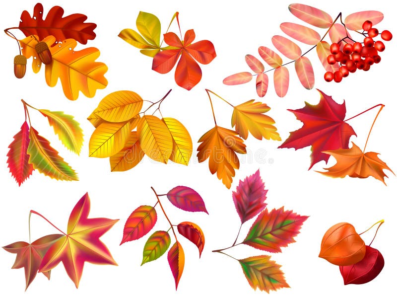 Gr?? e des Bildes XXXL Ahornfallblätter, gefallenes Laub und herbstliches Natur leafage realistischer Vektor stellten ein lizenzfreie abbildung