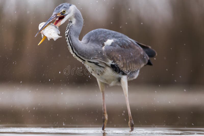 Gr? heron. Beautiful Grey Heron fishing on a lake