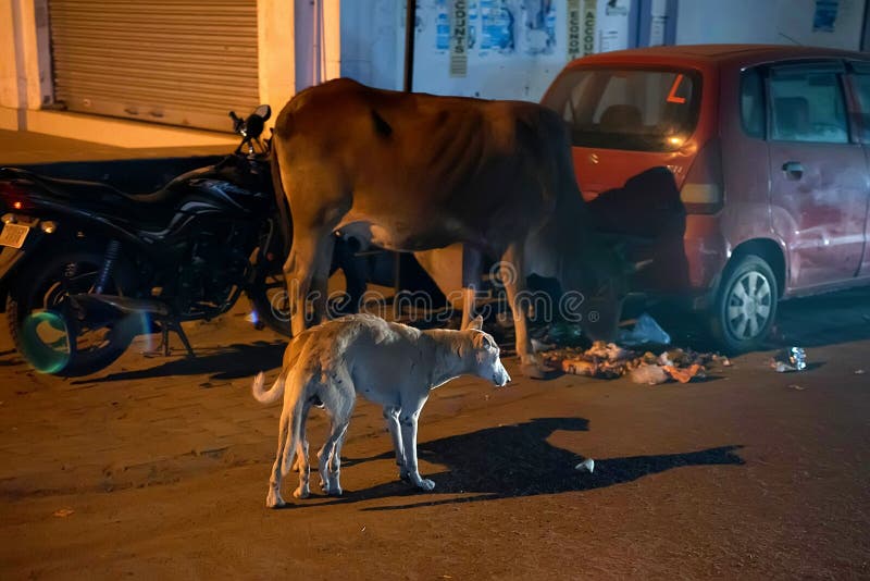 ÂGRÂ, INDE - 8 NOVEMBRE 2017 : Les animaux mangent des déchets en égalisant des taudis, Âgrâ, Inde photos libres de droits ÂGRÂ, INDE - 8 NOVEMBRE 2017 : Les animaux mangent des déchets en égalisant des taudis, Âgrâ, Inde photos libres de droits