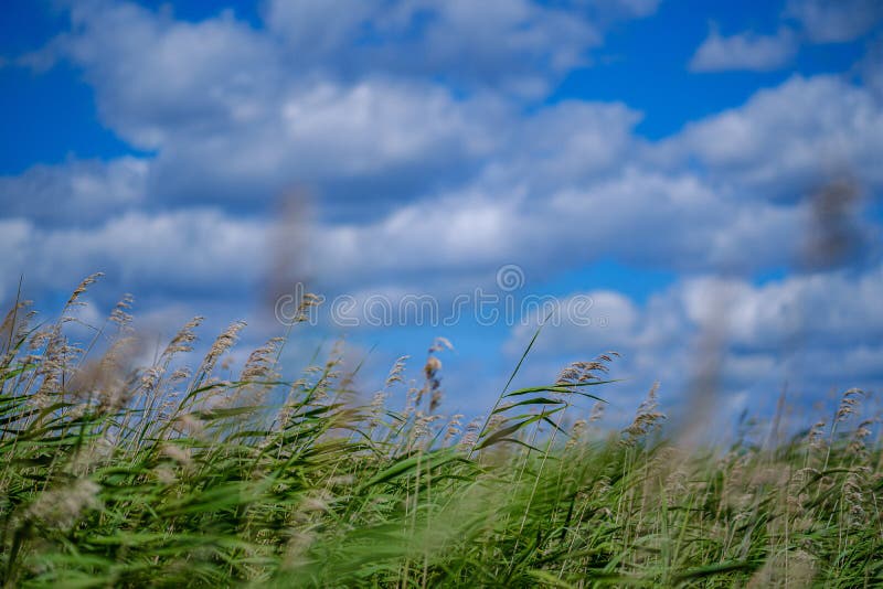 Gr?n-Bl?tter auf Unsch?rfehintergrund Vegetationslaubzusammenfassung stockfotos Gr?n-Bl?tter auf Unsch?rfehintergrund Vegetationslaubzusammenfassung stockfotos
