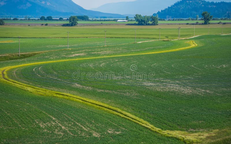 Gr? ne Ackerlande im Sommer in Montana stockfotografie