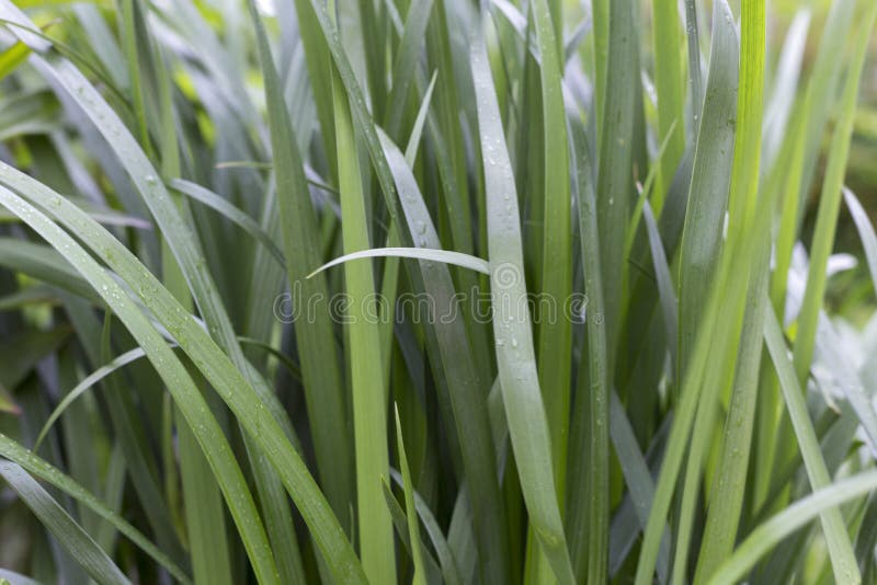 Gr?ner Hintergrund Frische saftige grüne Blätter der Anlage Lange Bl?tter stockfoto Gr?ner Hintergrund Frische saftige grüne Blätter der Anlage Lange Bl?tter stockfoto