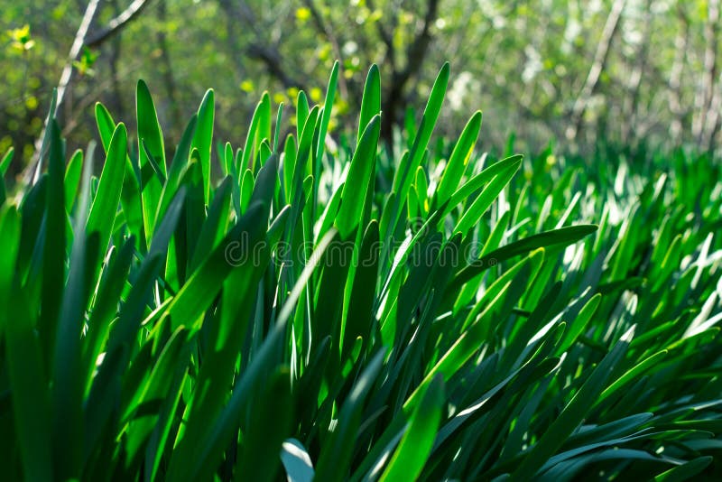 gr?nt barn f?r gr?s Soldag v?cka natur fotografering för bildbyråer gr?nt barn f?r gr?s Soldag v?cka natur fotografering för bildbyråer