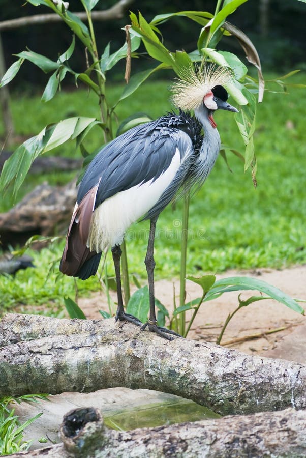Grey Crowned Crane Balearica Regulorum I Nairobi Medborgaremedeltal ...
