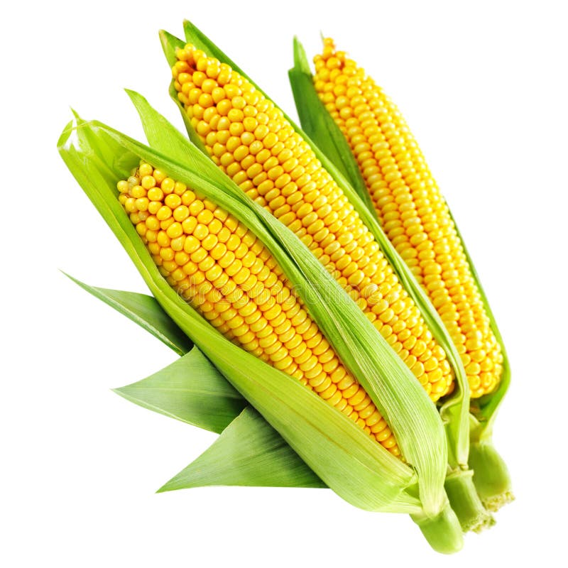 Maïs stock afbeelding