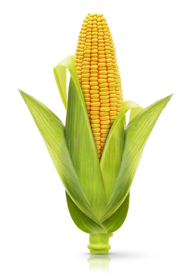 Kolven maïs geïsoleerd op wit stock afbeeldingen