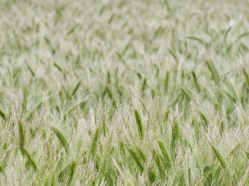 Green ears of grain approximately. Green ears of grain approximately.