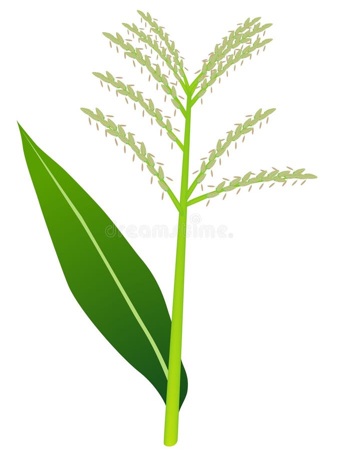 Corn tassels on white background, beautiful illustration. Corn tassels on white background, beautiful illustration.