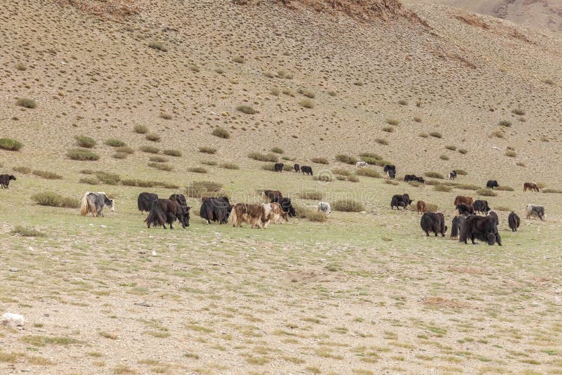 Yaks herd in a Mongolian valley near the mountains. Altai, Mongolia. Yaks herd in a Mongolian valley near the mountains. Altai, Mongolia