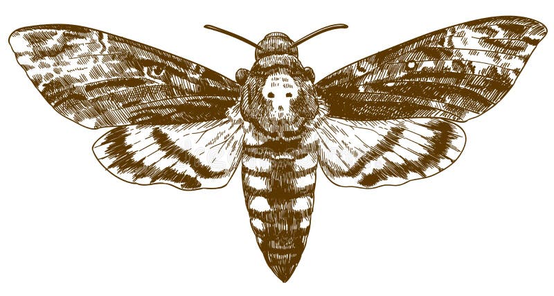 Grabado del ejemplo de dibujo del hawkmoth africano de la muerte-cabeza ilustración del vector Grabado del ejemplo de dibujo del hawkmoth africano de la muerte-cabeza ilustración del vector