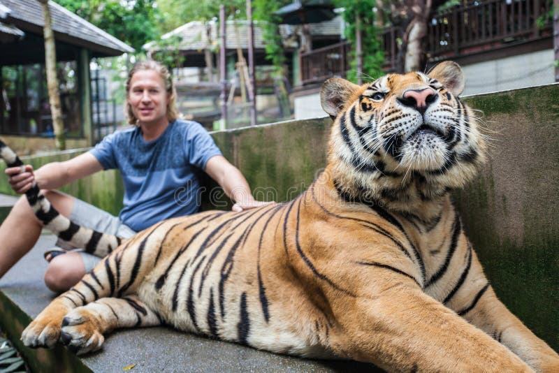 Young man hugging a big tiger in Thailand. Young man hugging a big tiger in Thailand