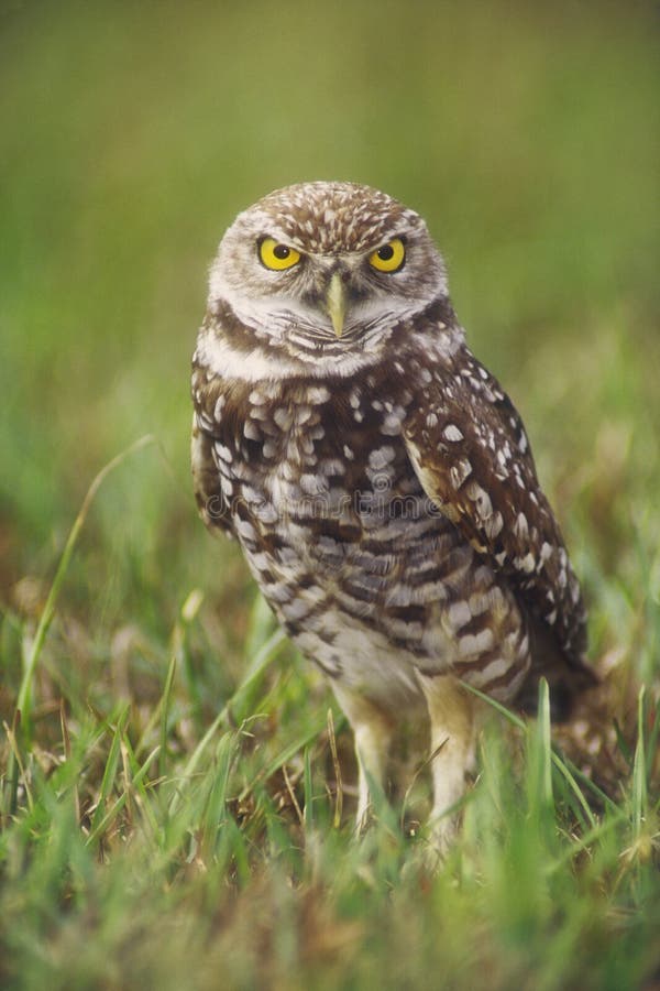 Burrowing owl (Athene cunicularia) adult at burrow, Cape Coral, Florida. The burrowing owl is a candidate for the endangered species list in the United States, and is considered endangered in some provinces of Canada as well. Burrowing owl (Athene cunicularia) adult at burrow, Cape Coral, Florida. The burrowing owl is a candidate for the endangered species list in the United States, and is considered endangered in some provinces of Canada as well.