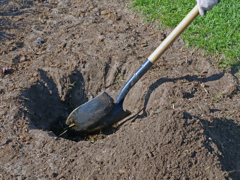 Dig a hole for planting with shovel close up. Dig a hole for planting with shovel close up