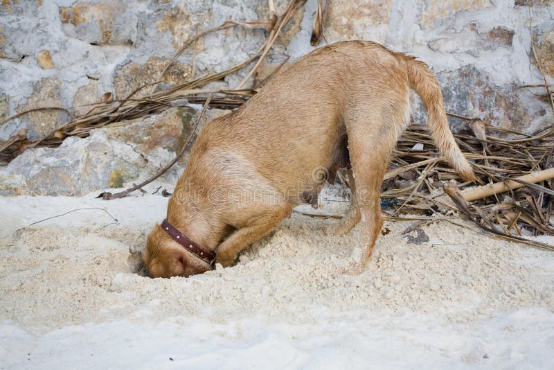 Side view of golden Labrador Retriever dog with head in hole on sandy beach. Side view of golden Labrador Retriever dog with head in hole on sandy beach.