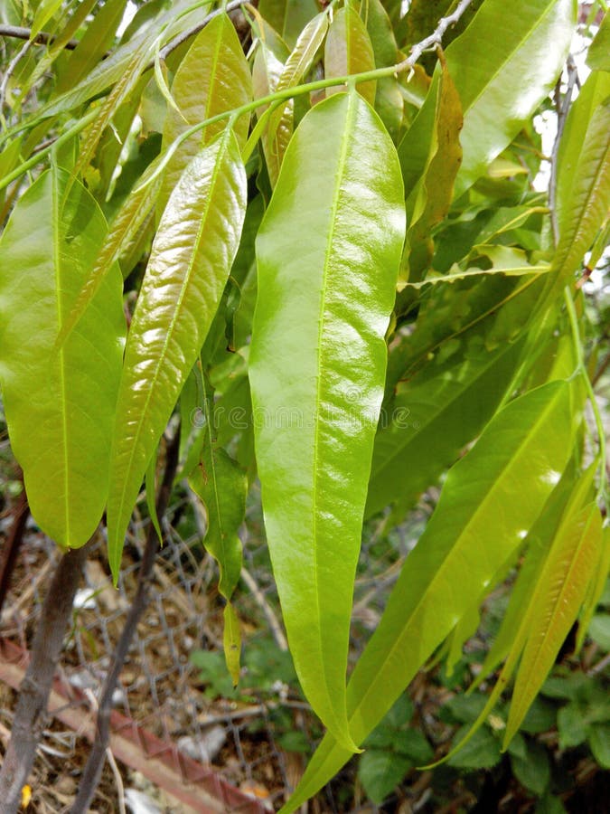 Ashoka tree leaves stock image. Image of asia, south 77773463
