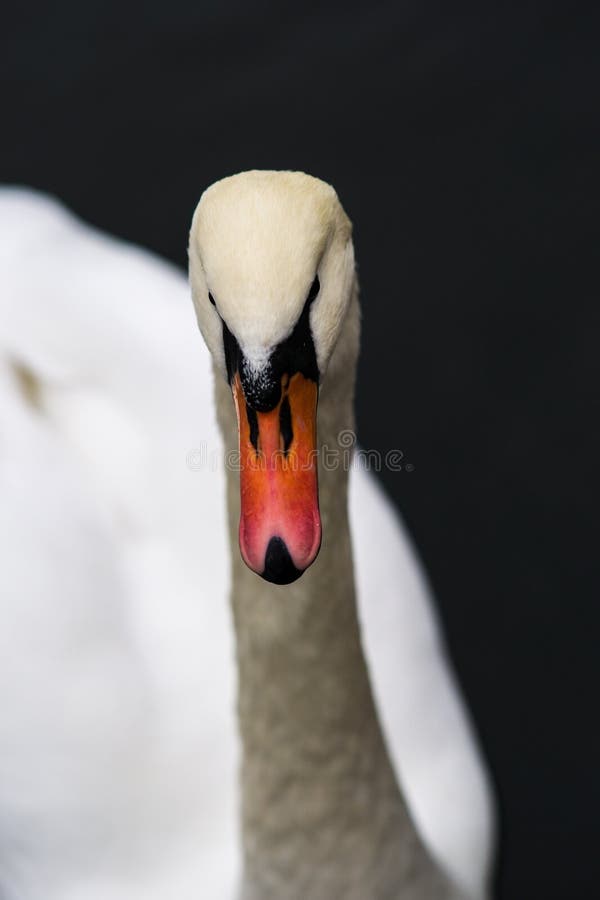 Grace And Purity 1. A closeup view of a swan against the background of dark water. The grace and purity as it is. The symbol of beauty, love and loyality, the king of birds.