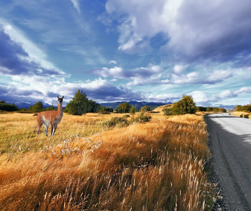 Graceful guanaco on the side of the road