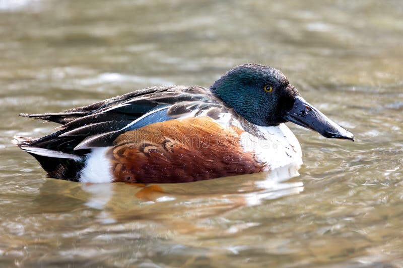 Northern Shoveler (Anas Clypeata) in North America Stock Photo - Image 