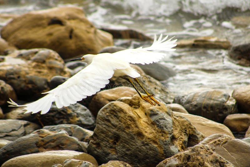 Graceful shot of a great white heron bird in flight over the rocks at the beach with the waves crashing into the rocks