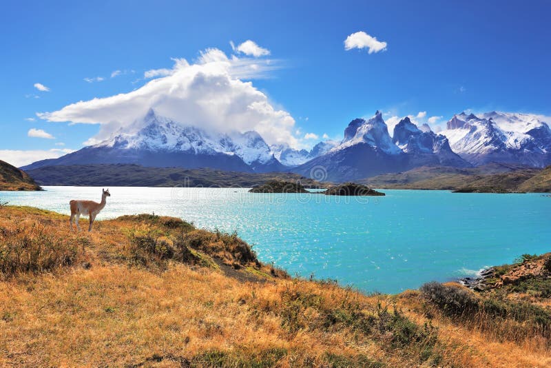 Graceful silhouette guanaco on the lake Pehoe