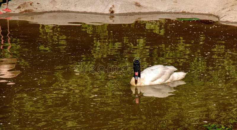 Pôvabná biela labuť s čiernym krkom pláva v rybníku v Bojniciach na Slovensku