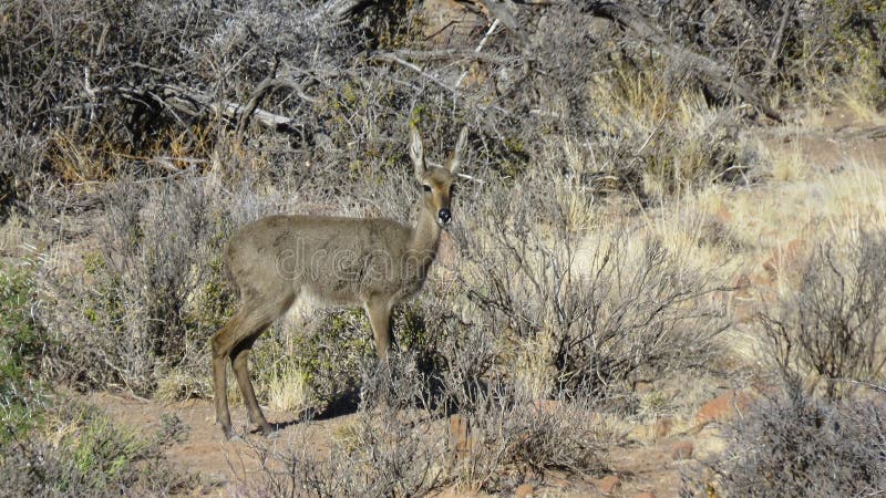 Graceful, Woolly Antelope Capreolus) Stock - Image of western, rhebok: 223002088