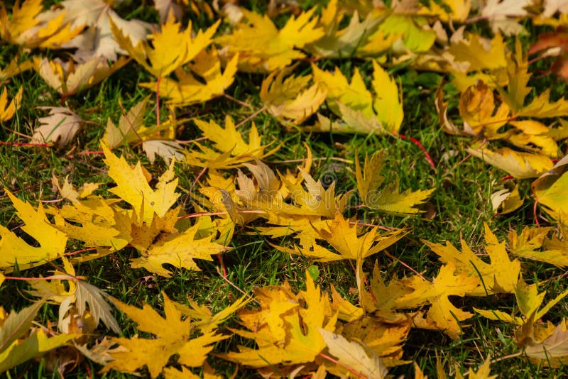 Graceful yellow fall leaves of Acer saccharinum on the green grass. Nature concept